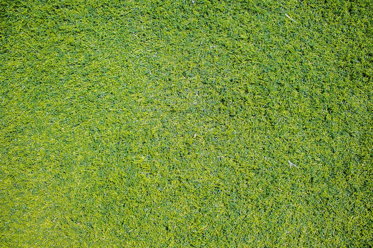 menu-06 Vibrant close-up of green grass suitable for backgrounds, textures, and natural themes.