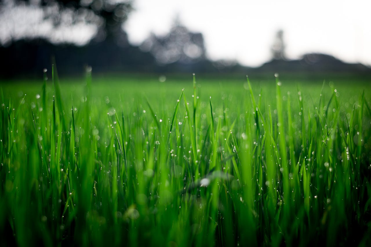 menu-10 Close-up of lush green grass covered with morning dew in a rural field.