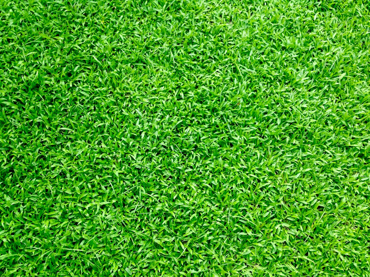 about-03 Vibrant green grass close-up, perfect for background or texture use in outdoor themes.